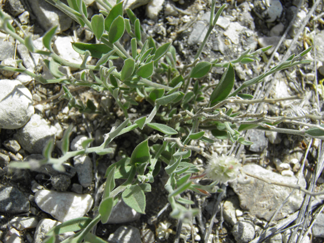 Polygala barbeyana (Blue milkwort) #80044