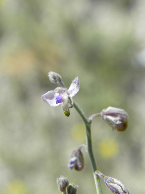 Polygala barbeyana (Blue milkwort) #80047