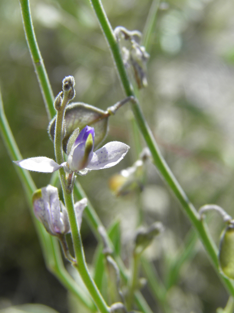 Polygala barbeyana (Blue milkwort) #80048