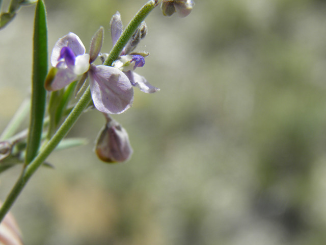 Polygala barbeyana (Blue milkwort) #80049