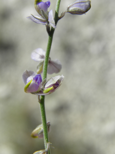 Polygala barbeyana (Blue milkwort) #80051