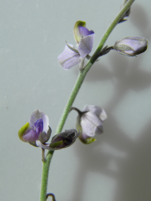 Polygala barbeyana (Blue milkwort) #80052