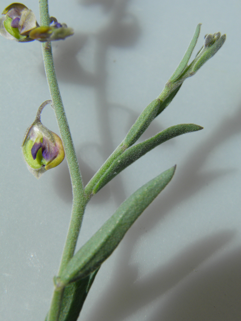 Polygala barbeyana (Blue milkwort) #80053