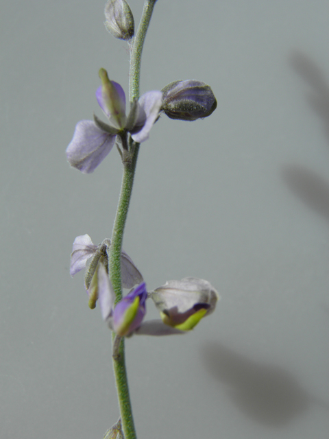 Polygala barbeyana (Blue milkwort) #80054