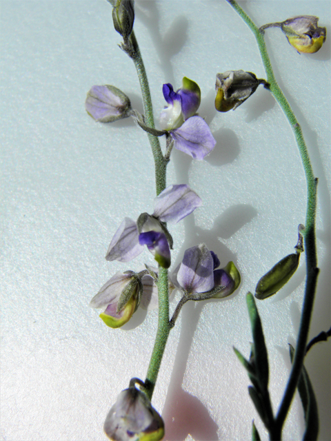 Polygala barbeyana (Blue milkwort) #80055