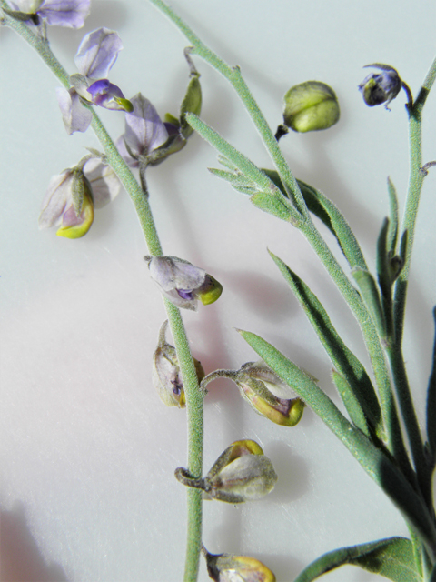 Polygala barbeyana (Blue milkwort) #80056