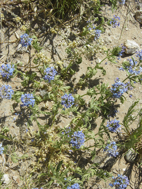 Glandularia bipinnatifida var. ciliata (Davis mountains mock vervain) #80067