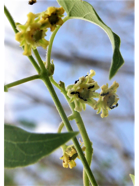 Cynanchum racemosum var. unifarium (Talayote) #80086