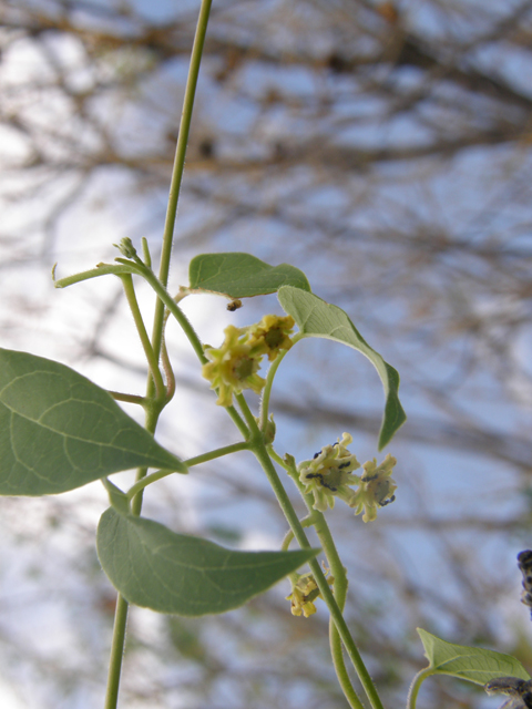 Cynanchum racemosum var. unifarium (Talayote) #80091