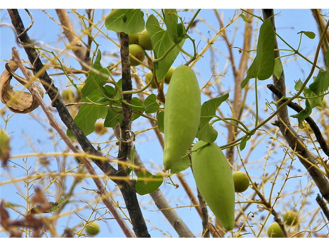 Cynanchum racemosum var. unifarium (Talayote) #80092