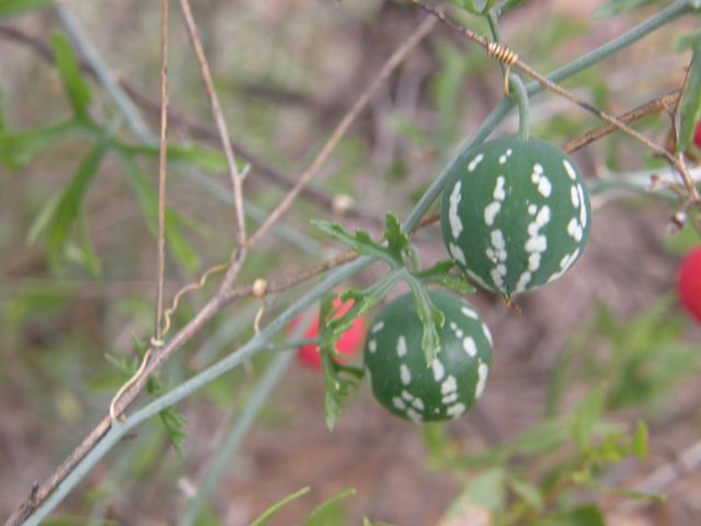 Ibervillea tenuisecta (Slimlobe globeberry) #80149