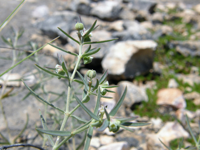 Chamaesyce angusta (Blackfoot sandmat) #80162