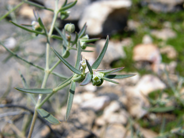 Chamaesyce angusta (Blackfoot sandmat) #80163