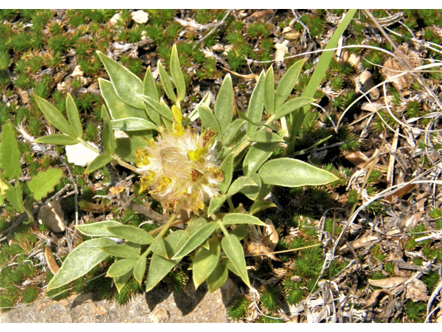 Dalea jamesii (James's prairie clover) #80172