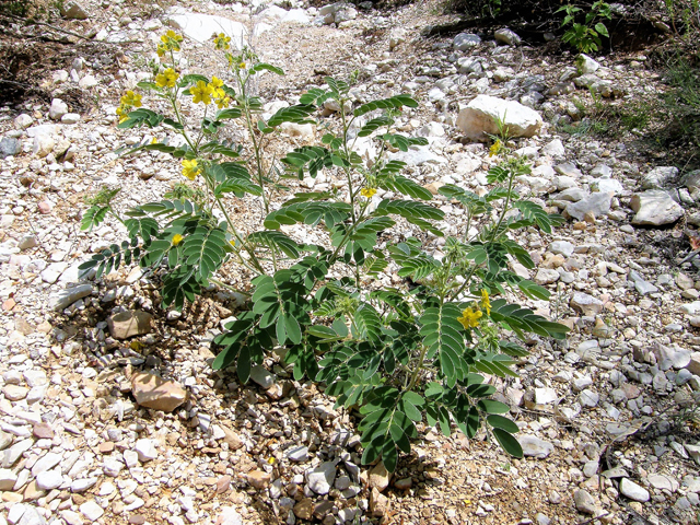 Senna lindheimeriana (Lindheimer's senna) #80192