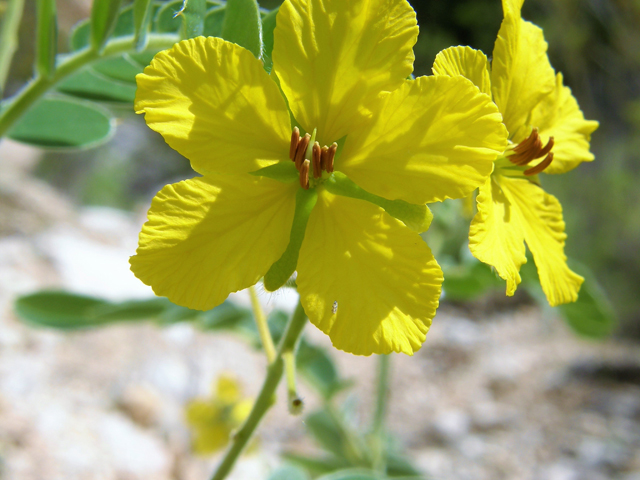 Senna lindheimeriana (Lindheimer's senna) #80195