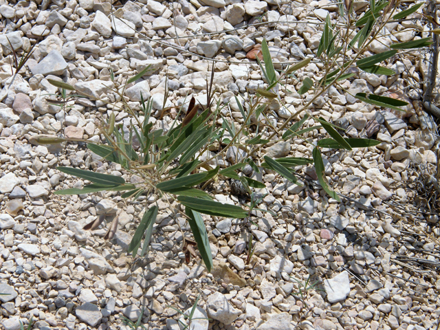 Senna roemeriana (Twoleaf senna) #80199