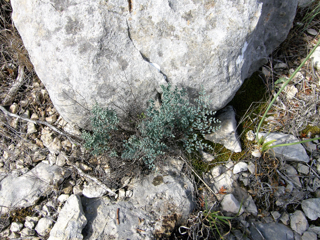 Pellaea ovata (Ovateleaf cliffbrake) #80285