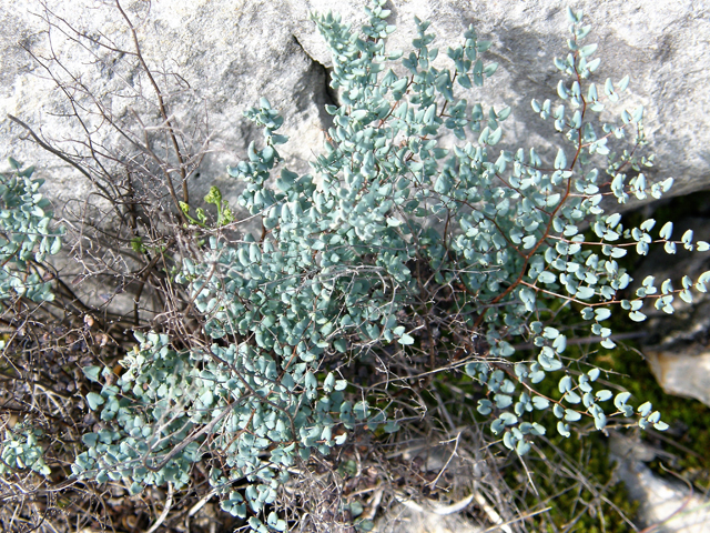 Pellaea ovata (Ovateleaf cliffbrake) #80286