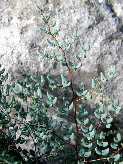 Pellaea ovata (Ovateleaf cliffbrake) #80287