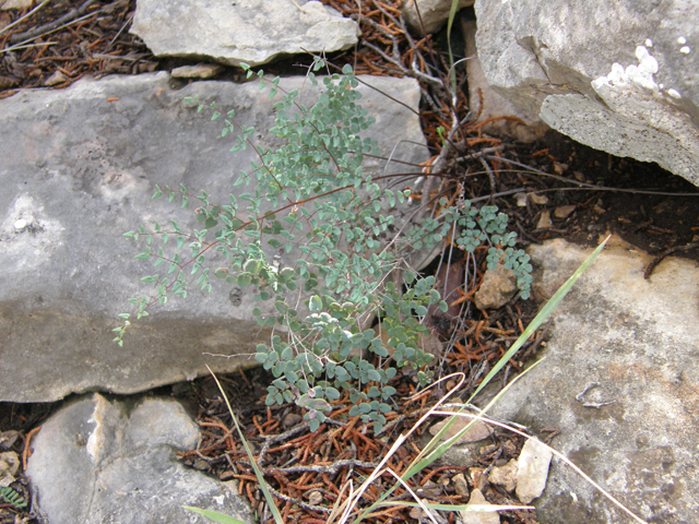 Pellaea ovata (Ovateleaf cliffbrake) #80288