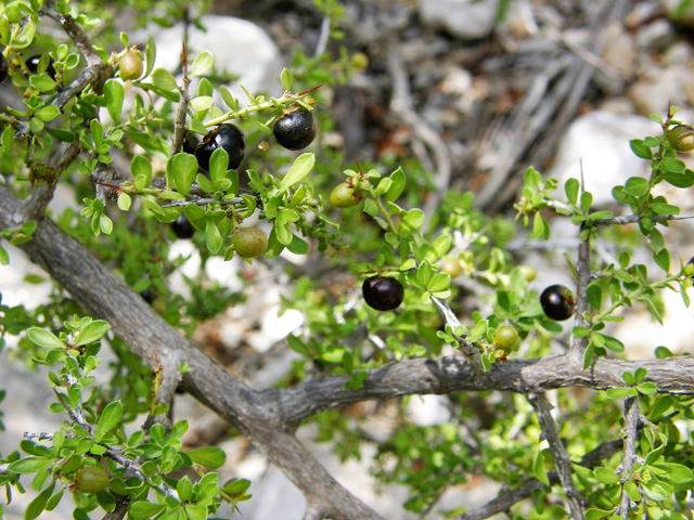 Condalia viridis (Green snakewood) #80306