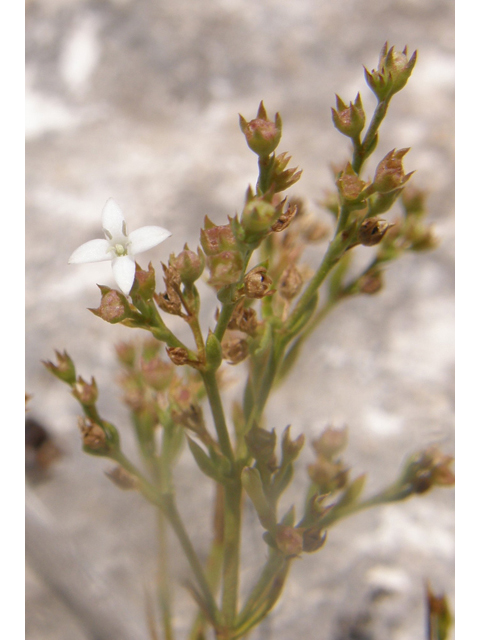 Stenaria nigricans (Bluets) #80314