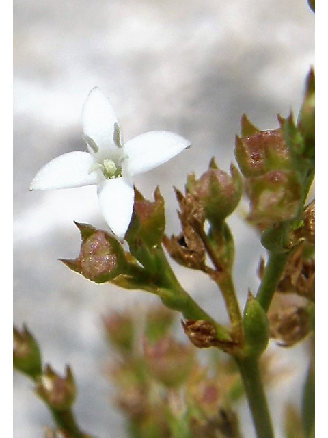 Stenaria nigricans (Bluets) #80315