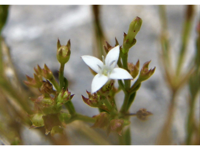 Stenaria nigricans (Bluets) #80316