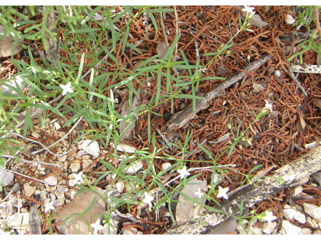 Stenaria nigricans (Bluets) #80317