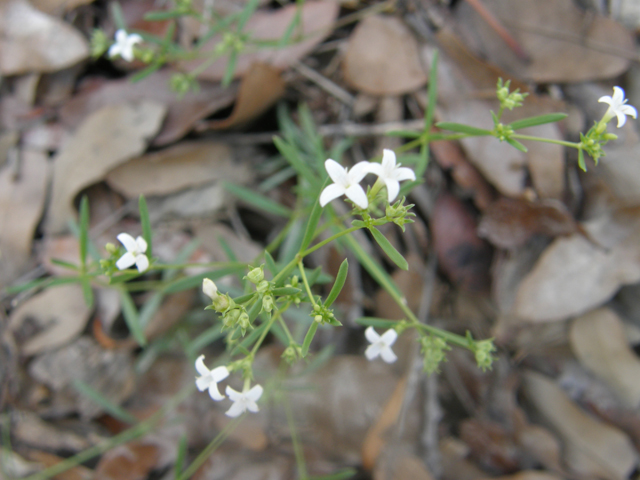 Stenaria nigricans (Bluets) #80318