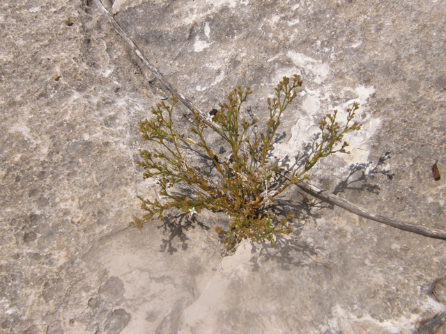 Stenaria nigricans (Bluets) #80319