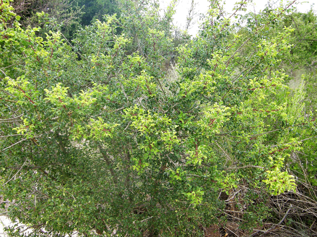 Zanthoxylum hirsutum (Texas hercules' club) #80324