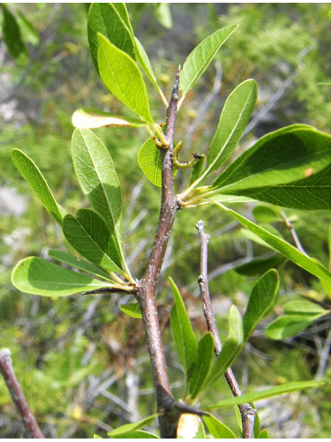 Sideroxylon lanuginosum (Gum bumelia) #80334