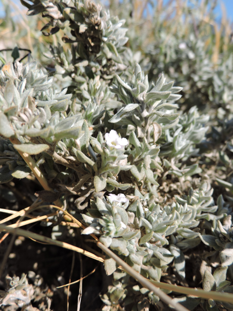 Tiquilia canescens var. canescens (Woolly crinklemat) #80376