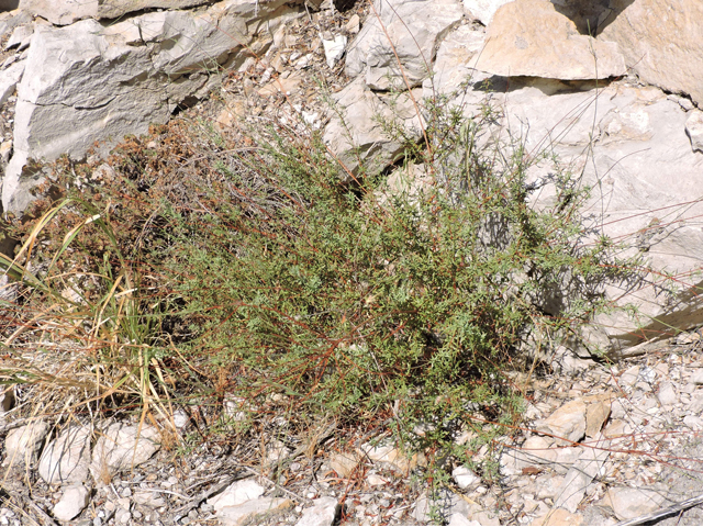 Oenothera calcicola (Texas beeblossom) #80390