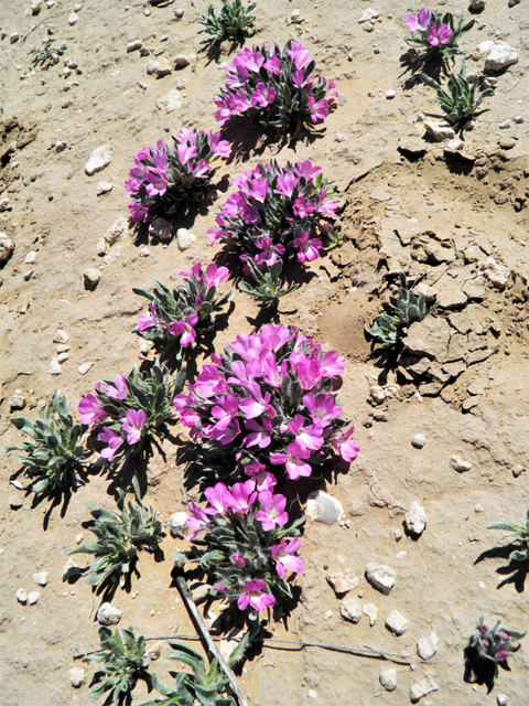 Stenandrium barbatum (Early shaggytuft) #80420