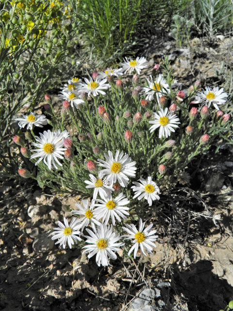 Aphanostephus ramosissimus (Plains dozedaisy) #80462