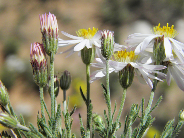 Aphanostephus ramosissimus (Plains dozedaisy) #80464