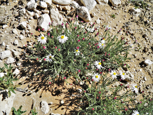 Aphanostephus ramosissimus (Plains dozedaisy) #80466