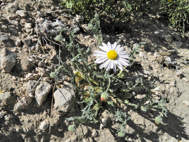 Aphanostephus ramosissimus (Plains dozedaisy) #80467