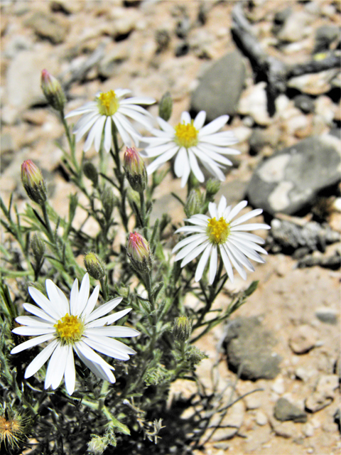 Aphanostephus ramosissimus (Plains dozedaisy) #80468