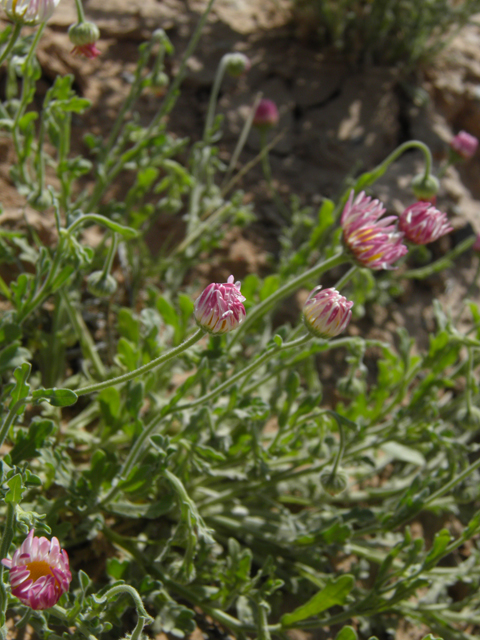 Aphanostephus ramosissimus (Plains dozedaisy) #80470