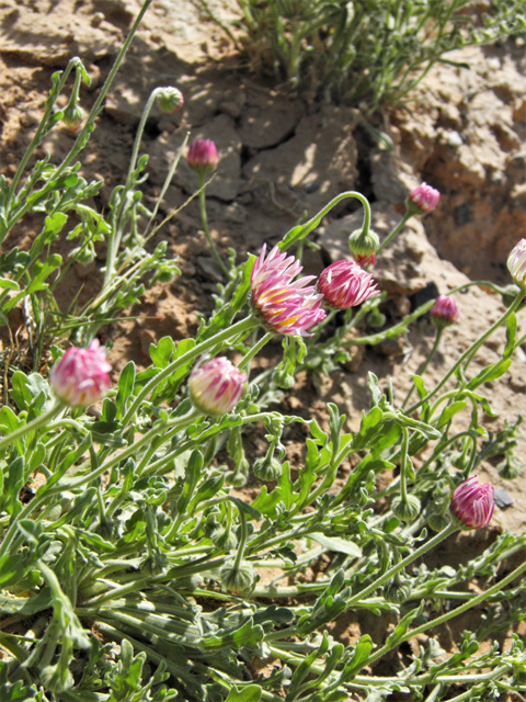 Aphanostephus ramosissimus (Plains dozedaisy) #80471