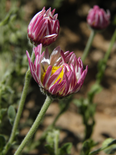 Aphanostephus ramosissimus (Plains dozedaisy) #80473