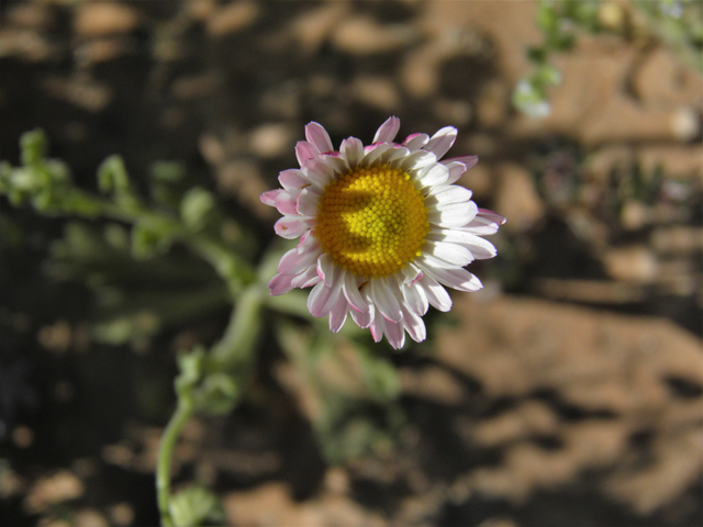 Aphanostephus ramosissimus (Plains dozedaisy) #80476