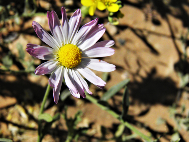 Aphanostephus ramosissimus (Plains dozedaisy) #80477