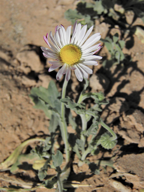 Aphanostephus ramosissimus (Plains dozedaisy) #80478