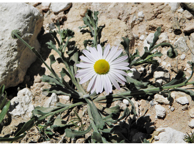 Aphanostephus ramosissimus (Plains dozedaisy) #80479