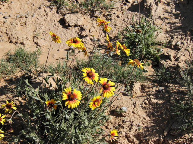 Gaillardia pinnatifida (Red dome blanketflower) #80485